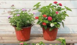 即墨保姆爆料事件视频最新,揭露惊人真相，家政行业乱象再引关注